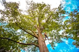 Best Emergency Tree Removal  in Sublimity, OR